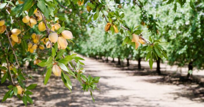 Mandloň obecná neboli mandlovník. Plody mandlí mají využití i mimo potravinářství, používají se v kosmetice a mají dokonce i léčivé účinky na srdce a nervovou soustavu.