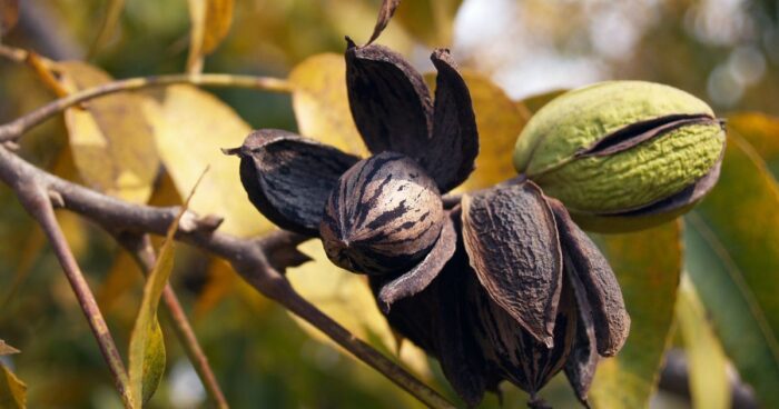 Takto vypadají plody ořechovce pekanového.